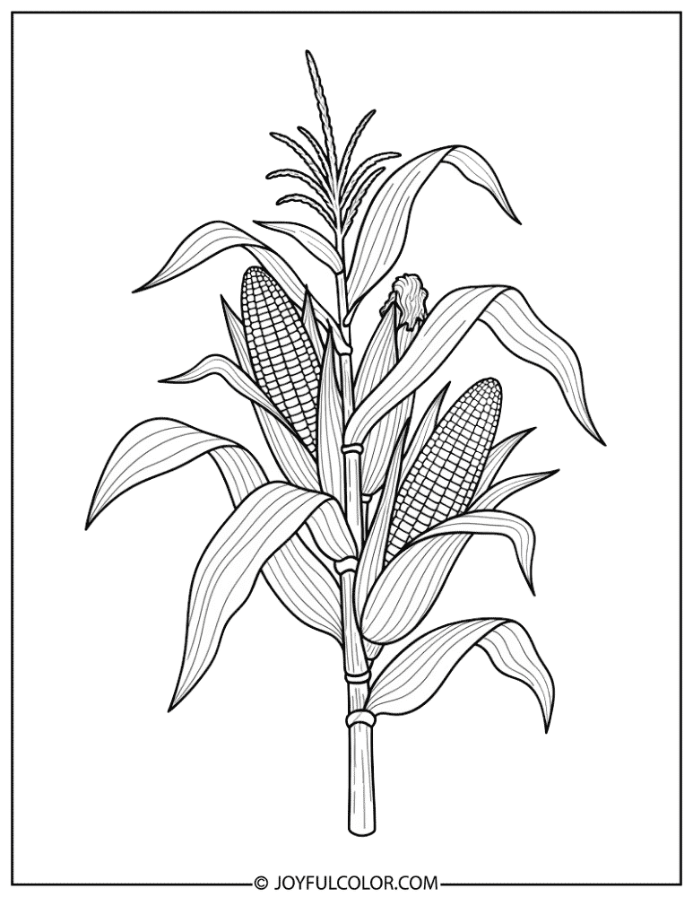 Agricultural Corn Illustration Coloring Page