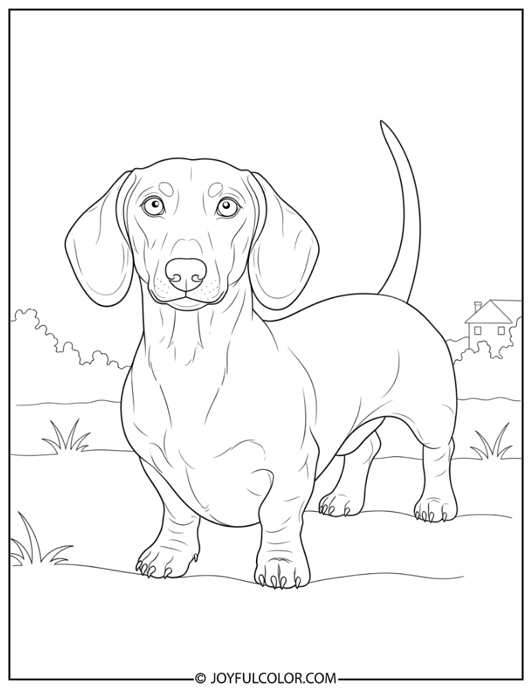 Alert Dachshund Pose Coloring Page