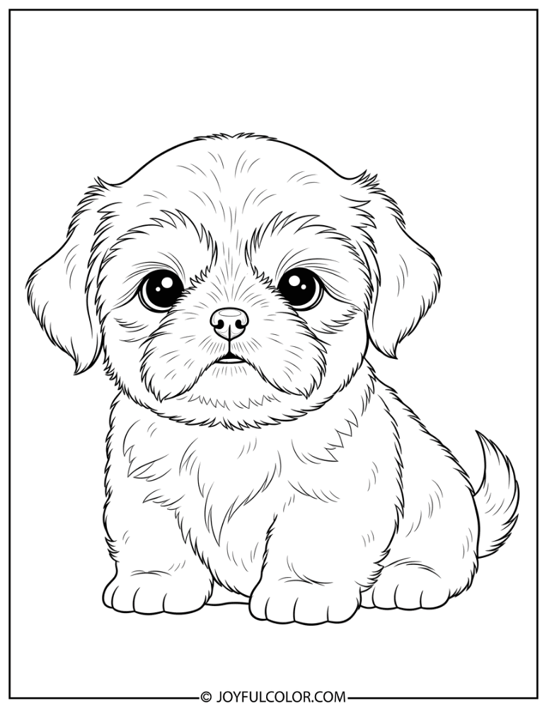 Baby Shih Tzu Puppy Coloring Page