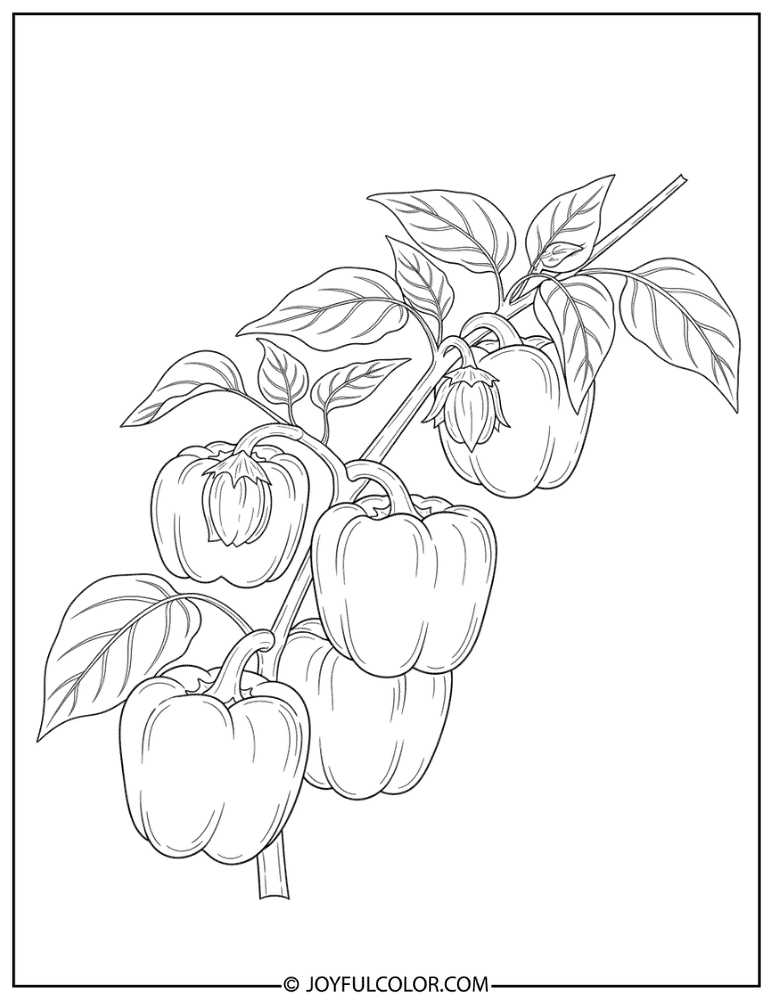 Bell Peppers Growing on Vine Coloring Page