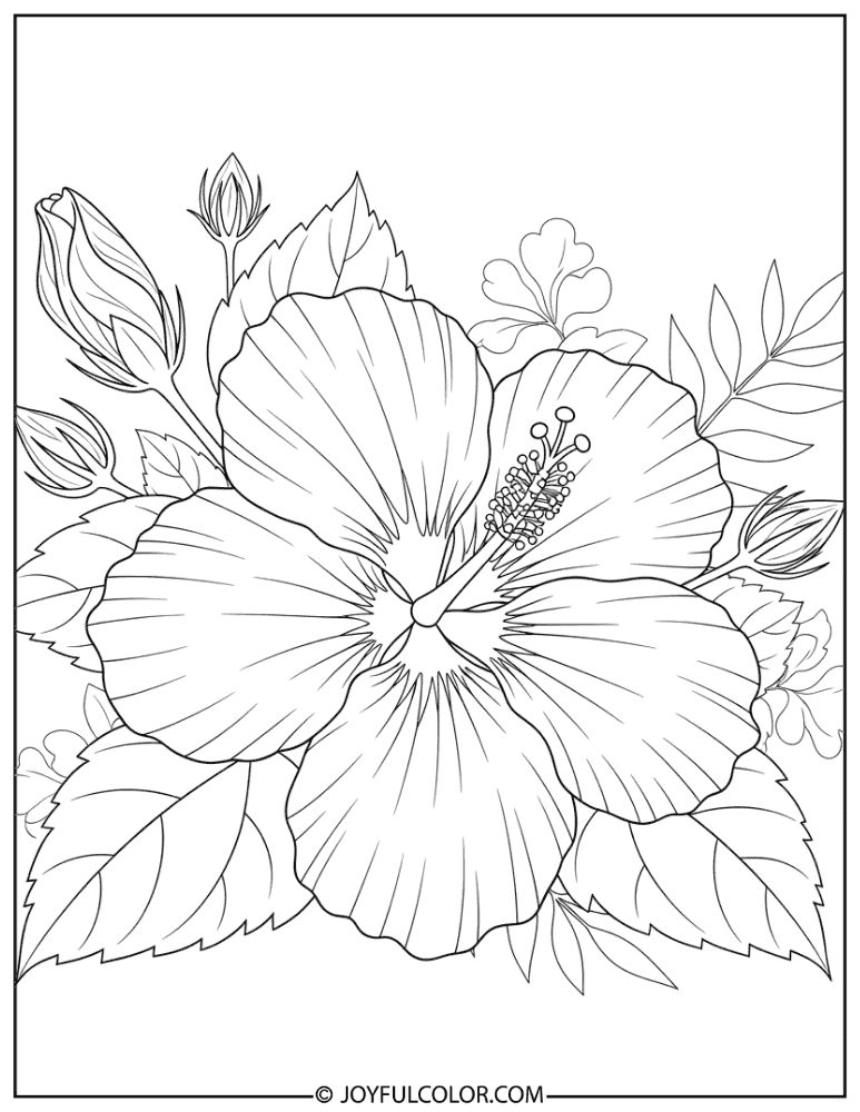 Botanical Hibiscus Diagram Coloring Page