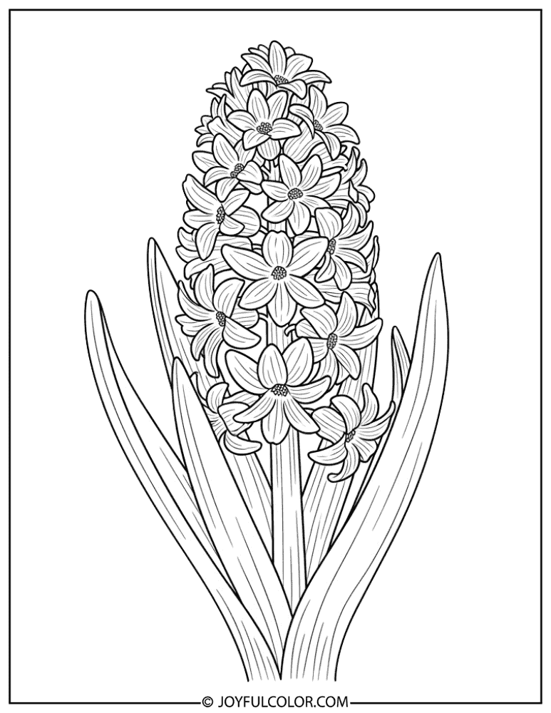 Botanical Hyacinth Illustration Coloring Page