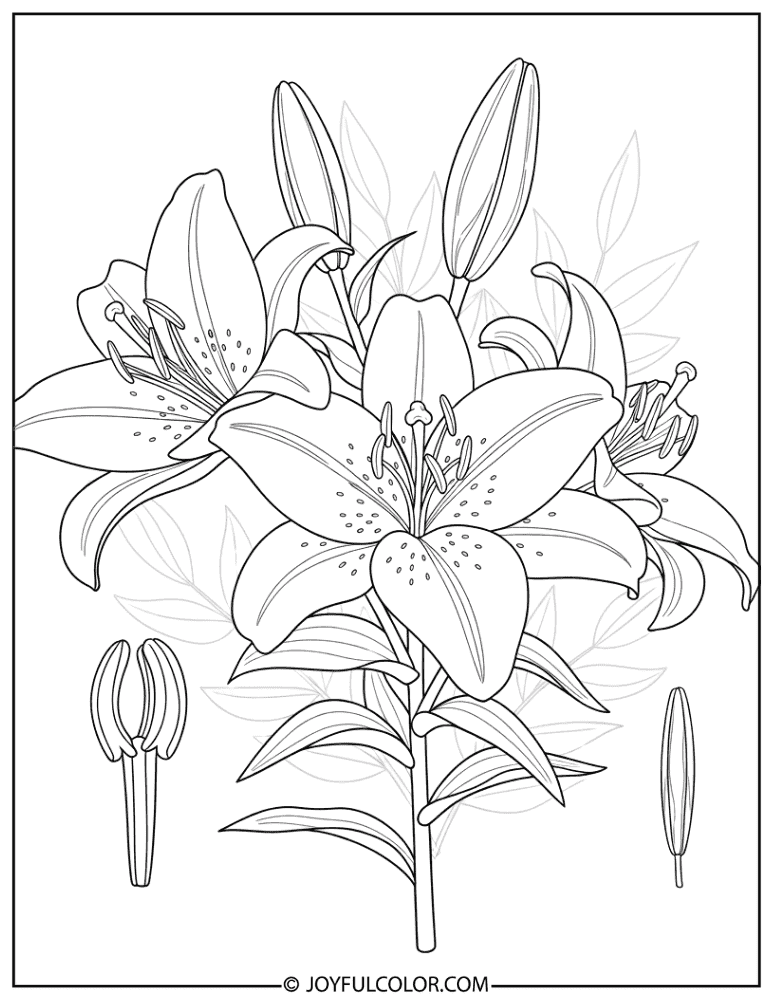 Botanical Lily Diagram Coloring Page
