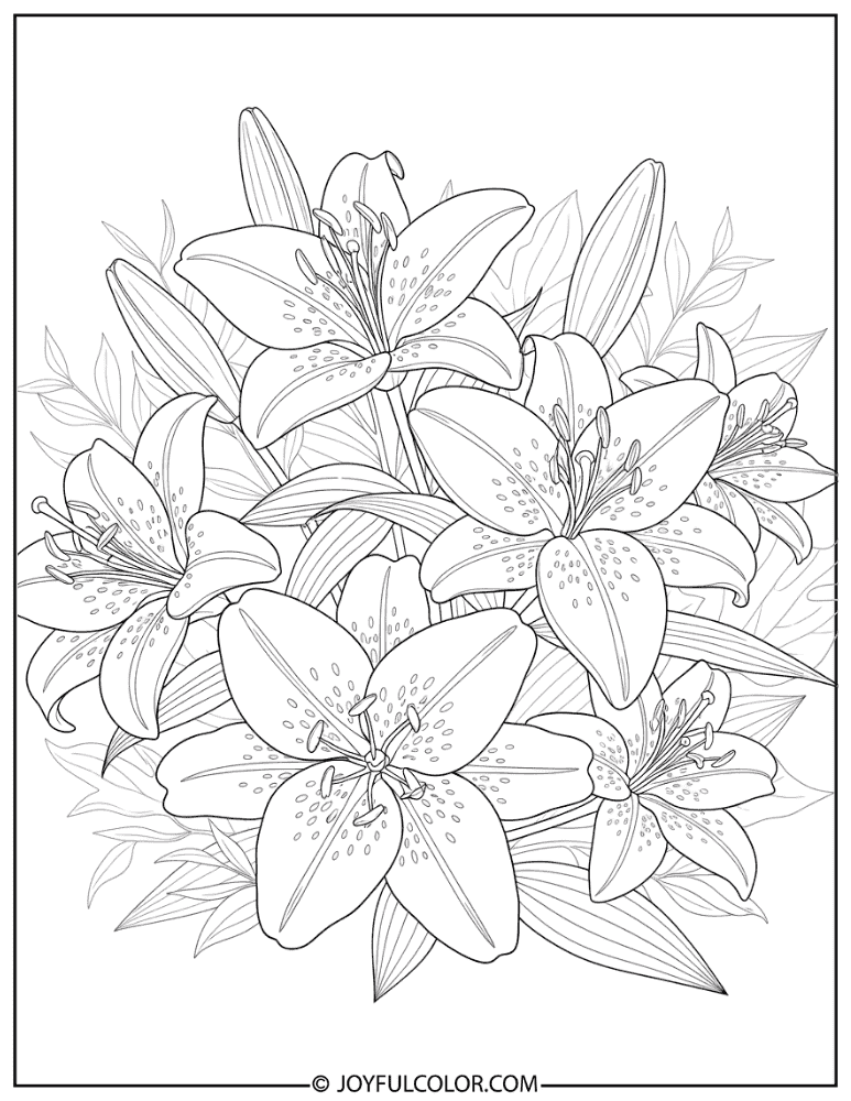 Botanical Lily Outline Coloring Page