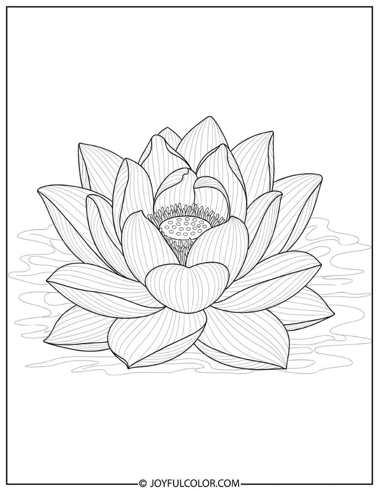 Botanical Lotus Illustration Coloring Page