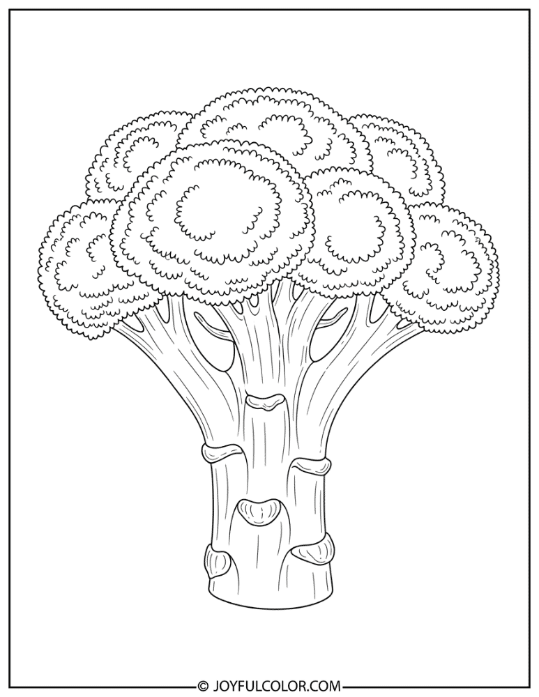 Broccoli Botanical Illustration Coloring Page