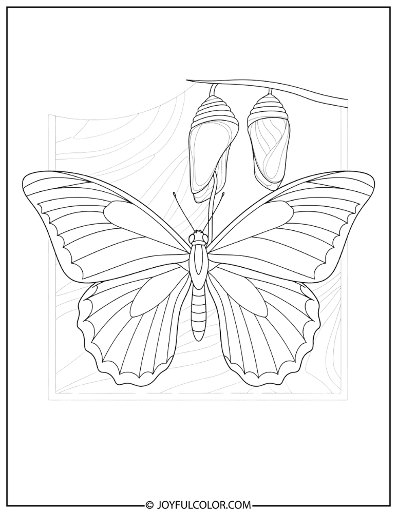 Butterfly Emerging Coloring Page