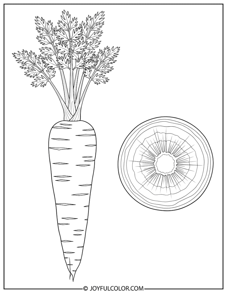 Carrot Cross-Section Coloring Page