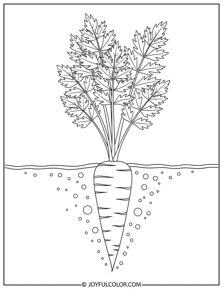 Carrot Growing Underground Coloring Page