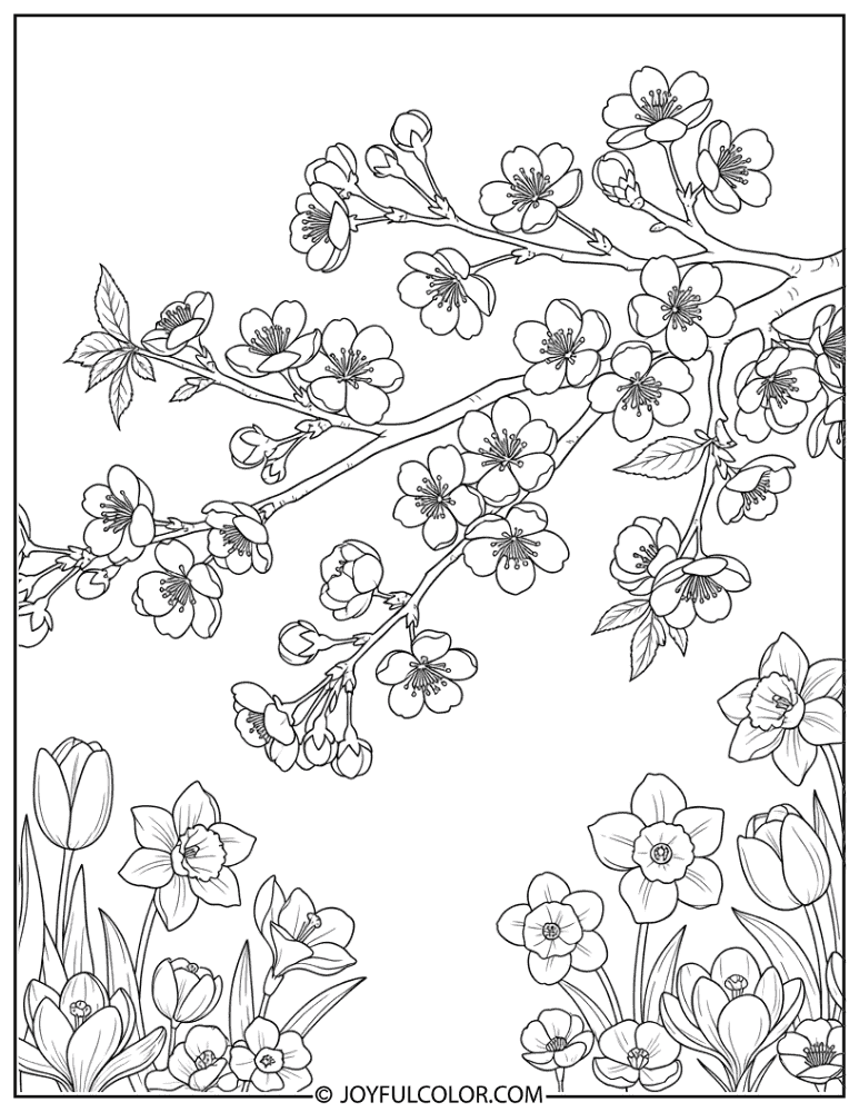 Cherry Blossom Branch Spring Flower Coloring Page