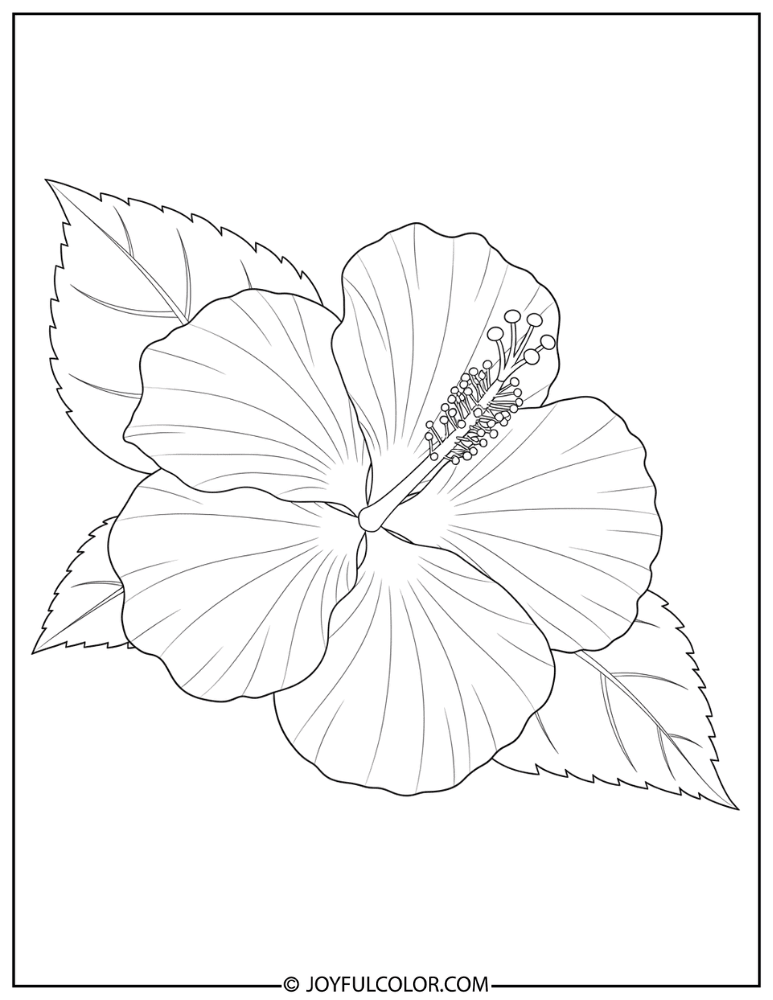 Classic Hibiscus Flower Coloring Page