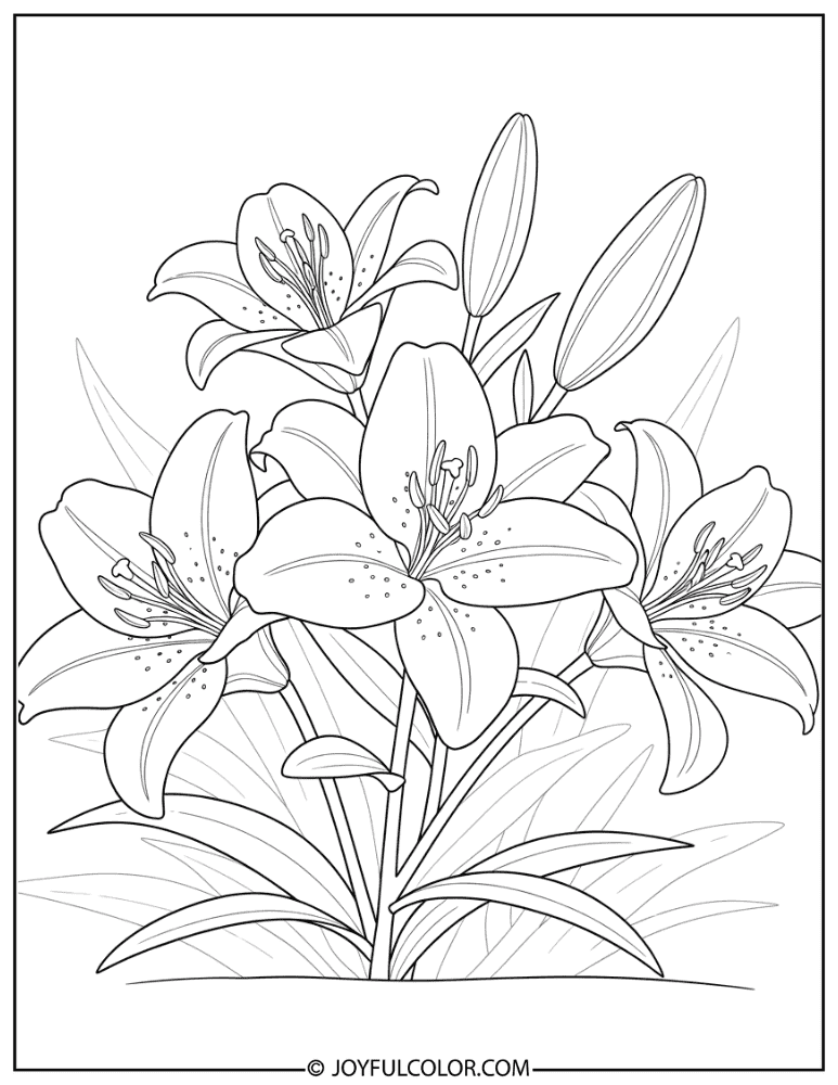 Classic Lily Flower Coloring Page