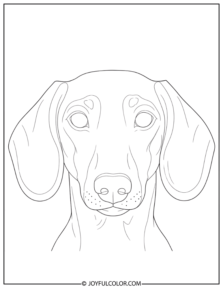 Close-Up Dachshund Face