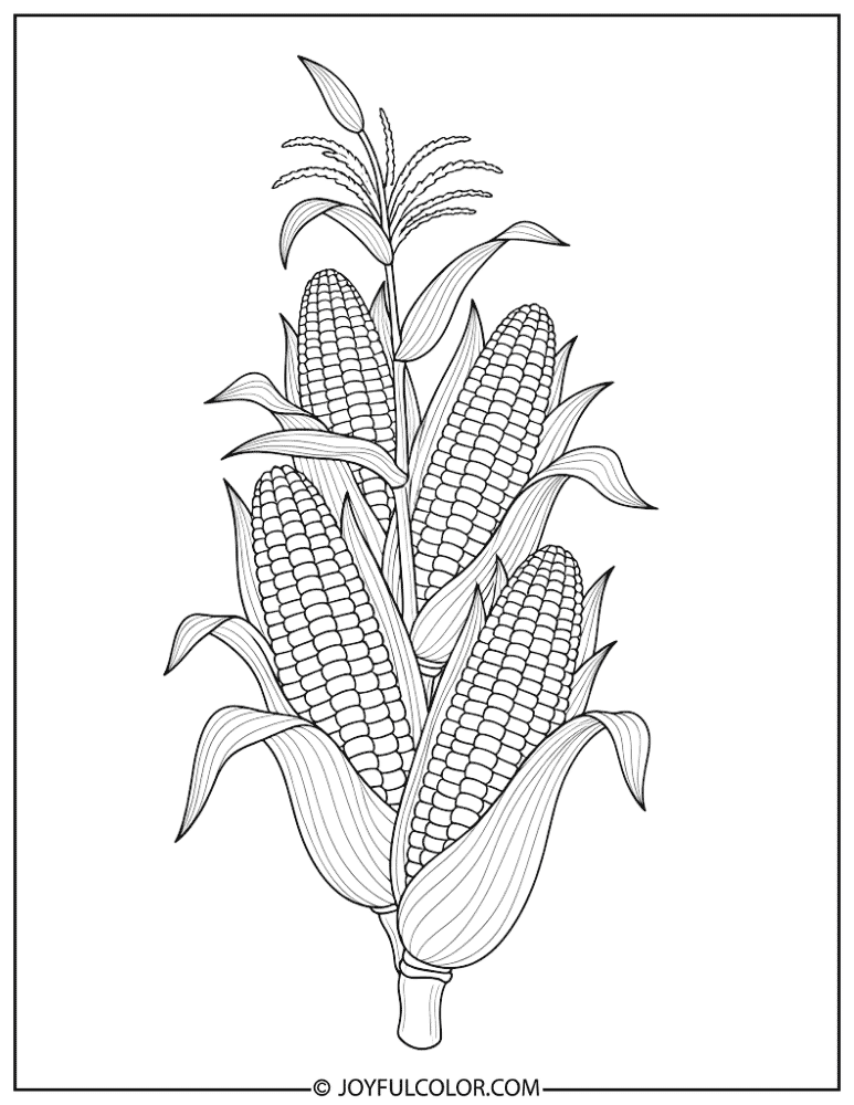 Corn on the Cob Coloring Page