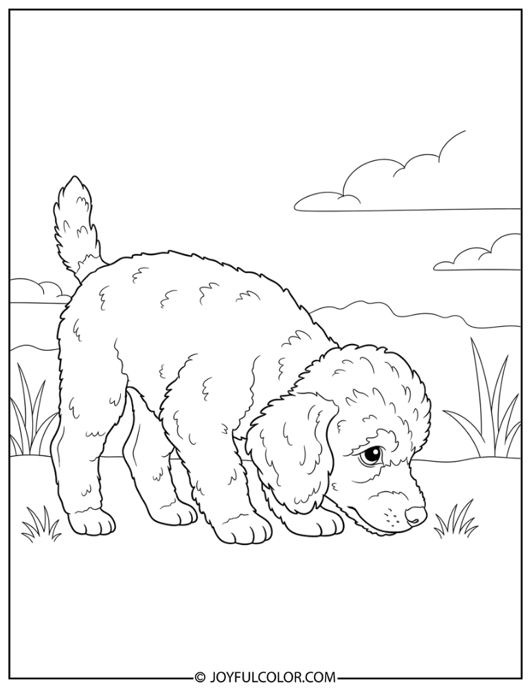 Curious Puppy Poodle Coloring Page