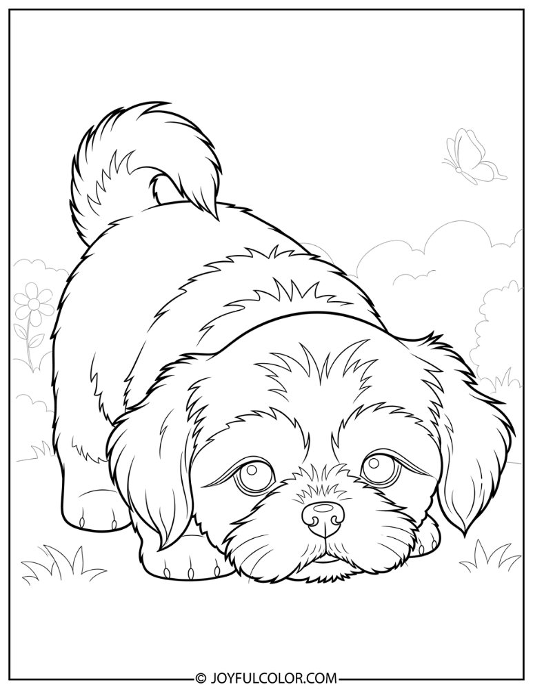 Curious Shih Tzu Puppy Coloring Page