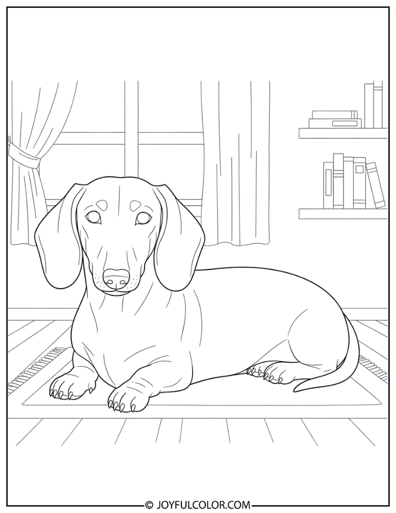 Dachshund at Home