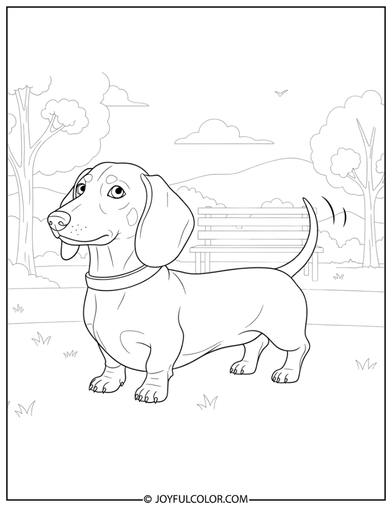 Dachshund in Park