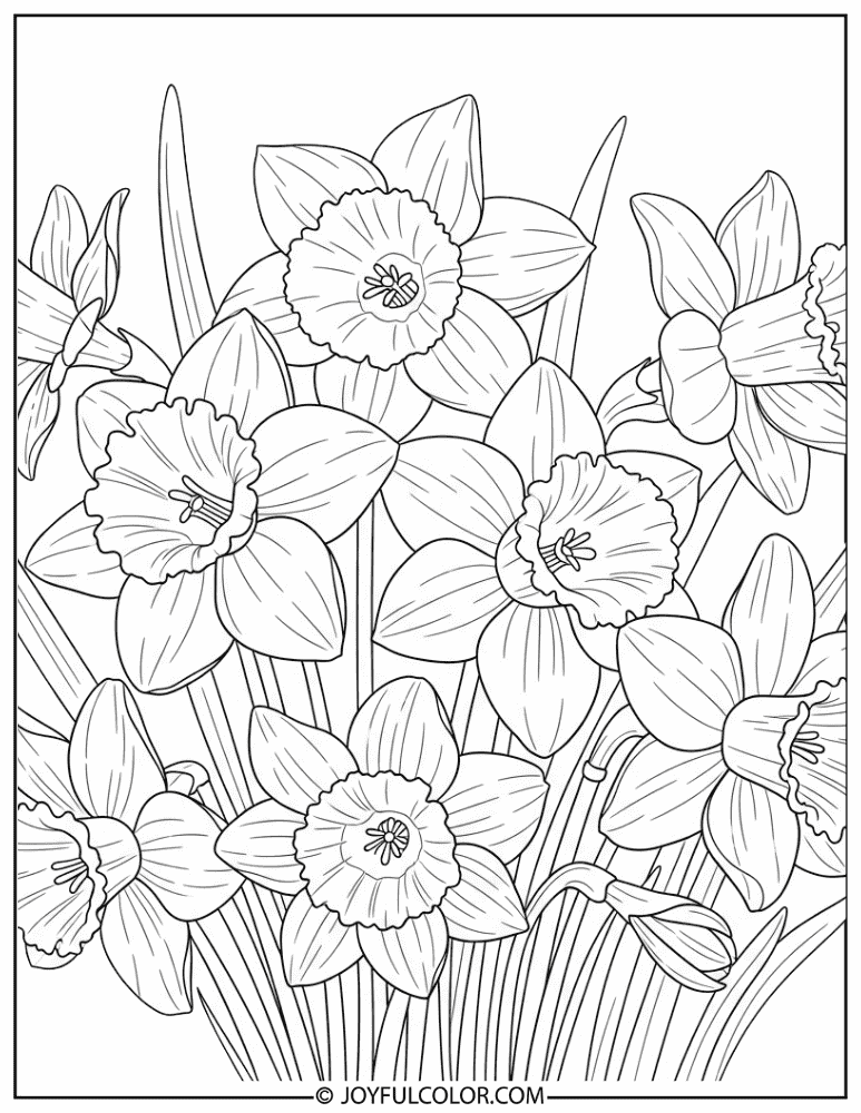 Daffodil Spring Flower Coloring Page
