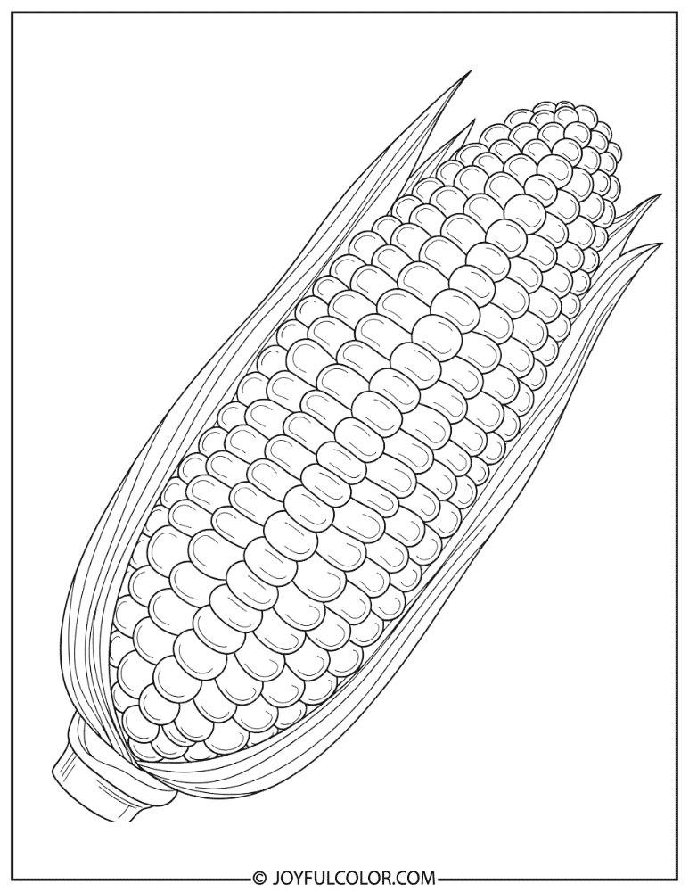 Detailed Corn Kernel Structure Coloring Page