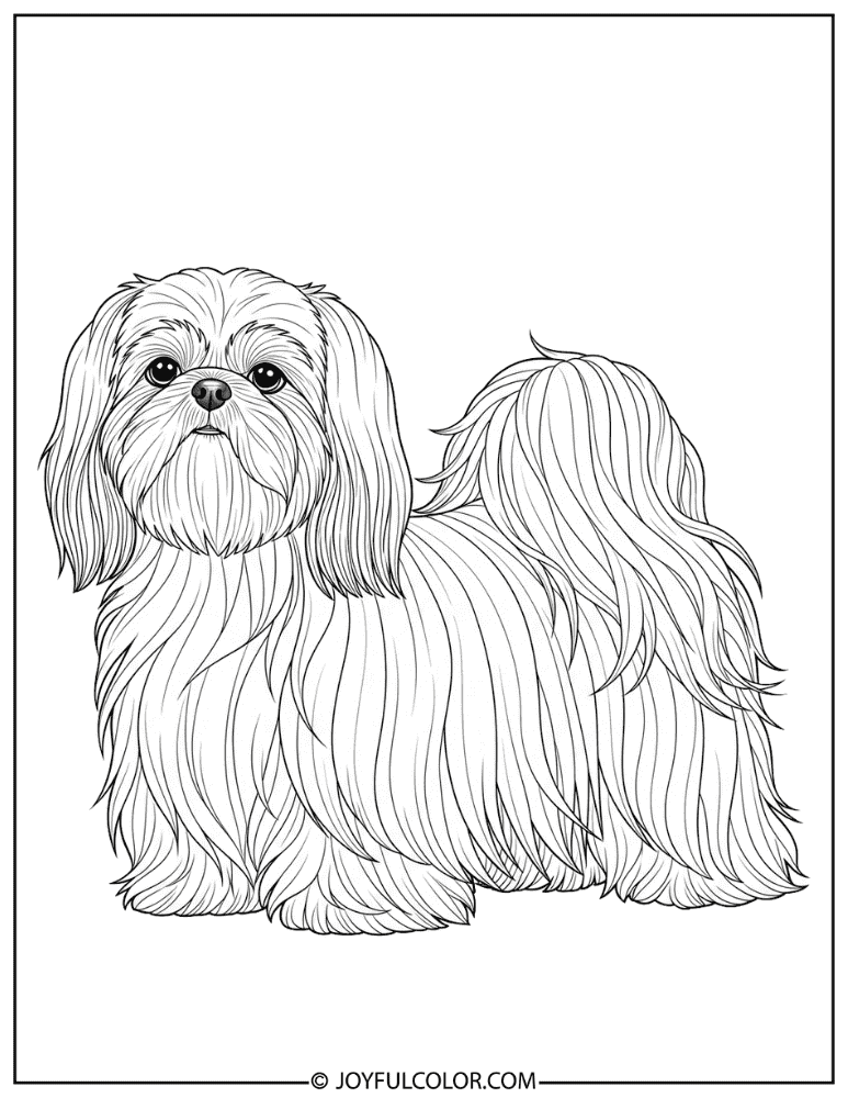 Detailed Long Hair Shih Tzu Coloring Page