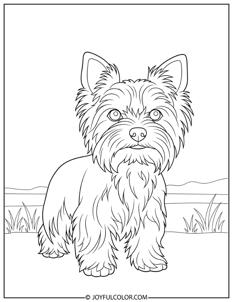 Detailed Long Hair Yorkie Coloring Page