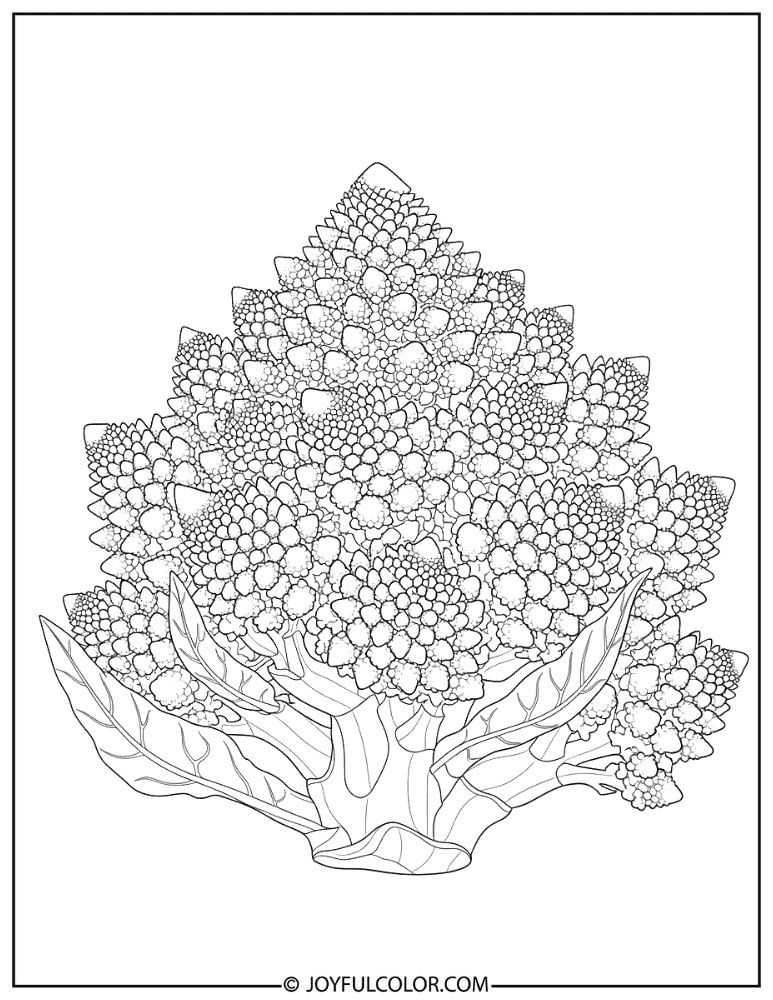 Detailed Romanesco Illustration Coloring Page