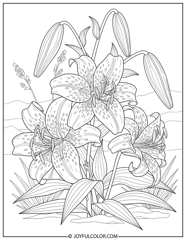 Detailed Tiger Lily Botanical Coloring Page