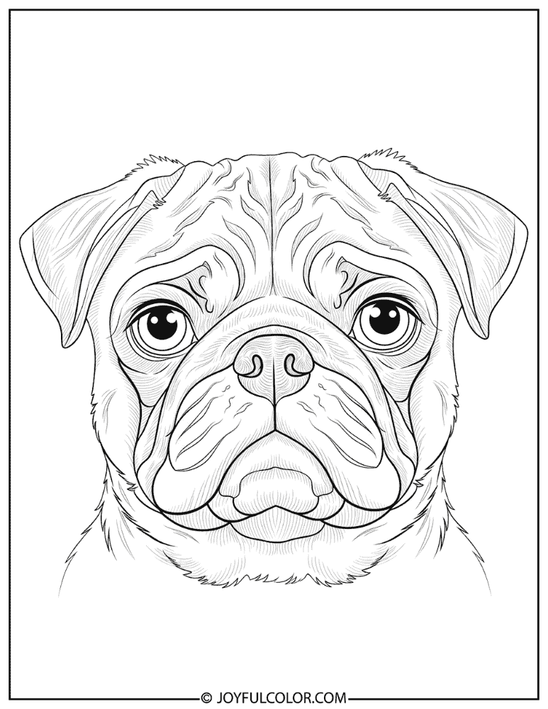 Detailed Wrinkled Face Pug Coloring Page