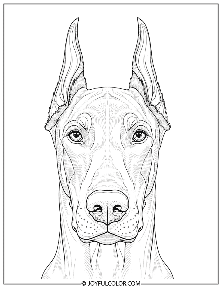 Doberman Face Close Up Coloring Page