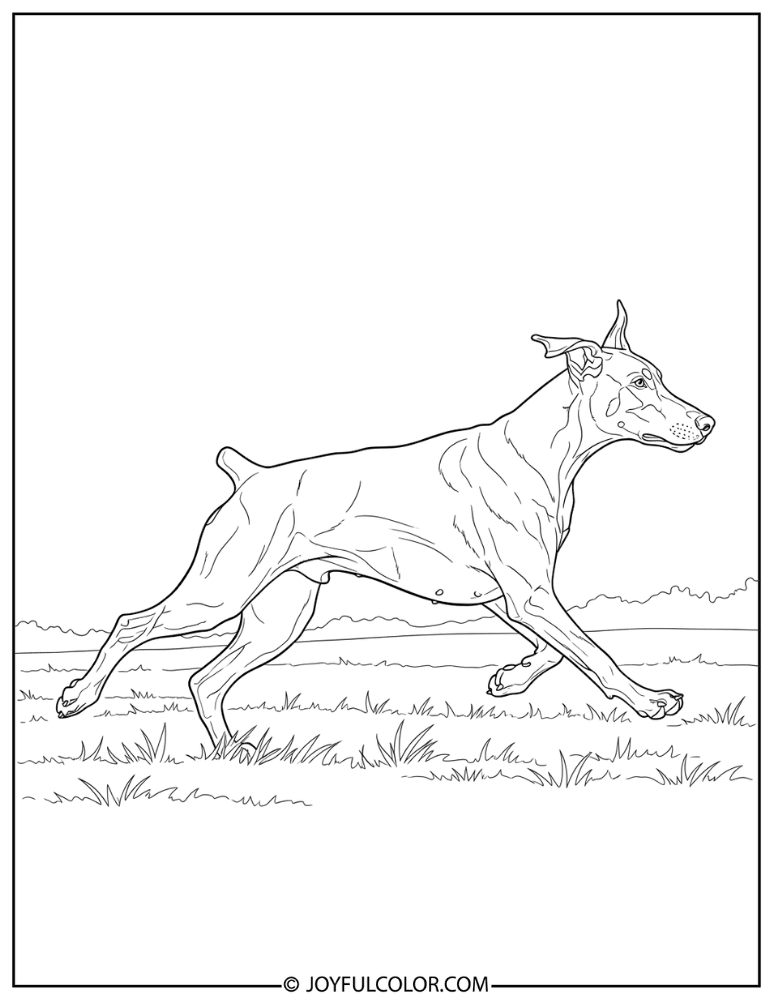Doberman Running in Field Coloring Page