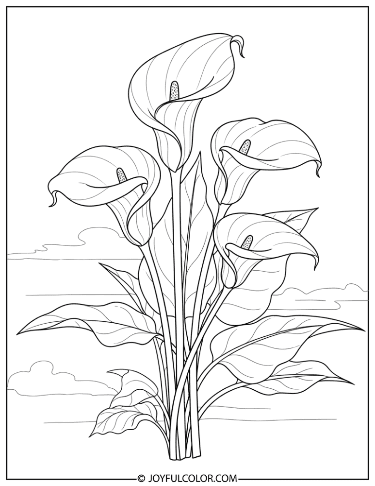 Elegant Calla Lily Arrangement Coloring Page