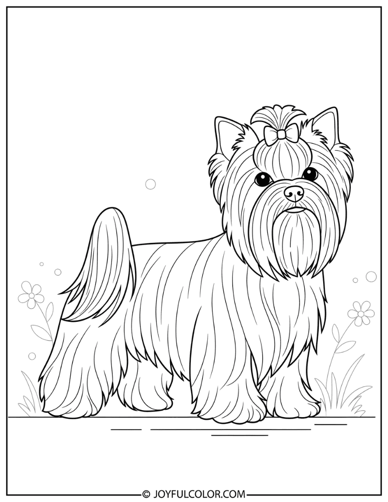 Fancy Groomed Yorkie Coloring Page