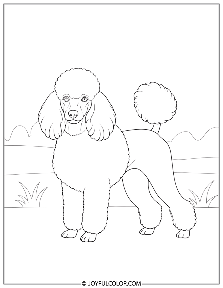 Fluffy Tail Poodle Coloring Page