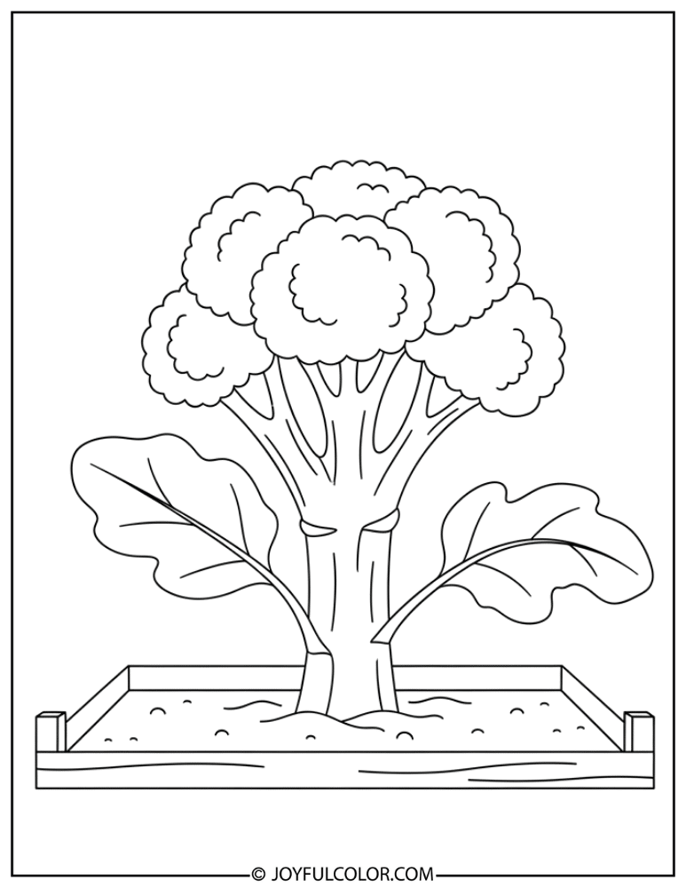 Garden Bed Broccoli Coloring Page