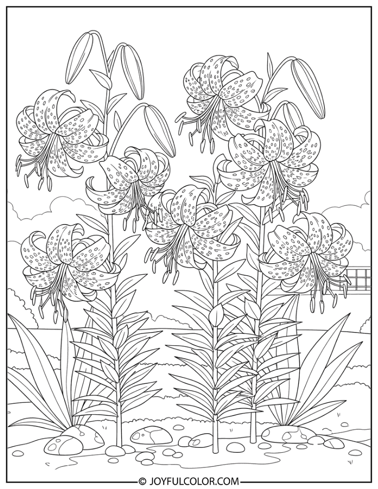 Garden Tiger Lily Coloring Page