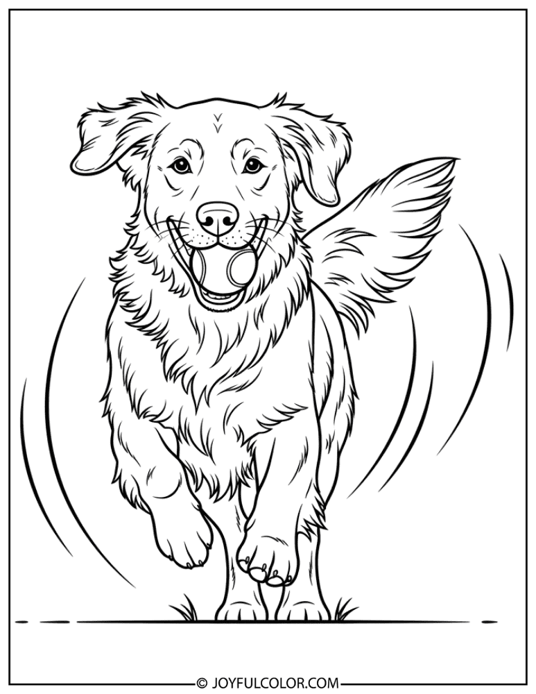 Golden Retriever Fetching Ball Coloring Page