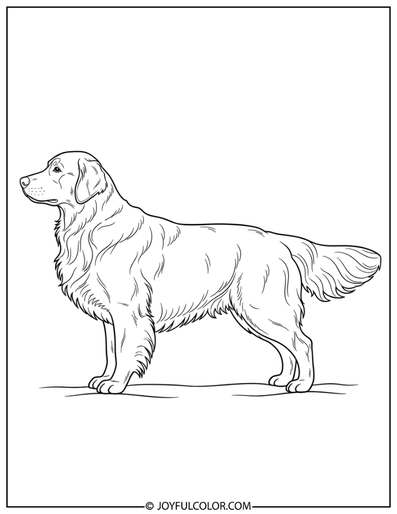 Golden Retriever Side View Coloring Page