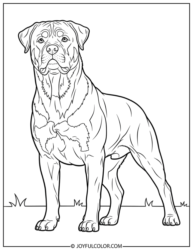 Guard Dog Rottweiler Coloring Page