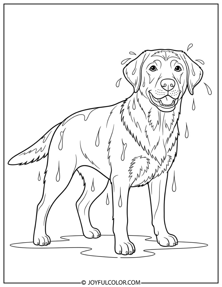 Happy Wet Labrador Coloring Page
