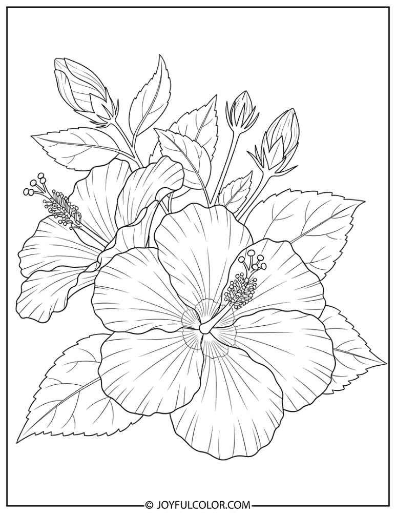Hibiscus Scientific Drawing Coloring Page