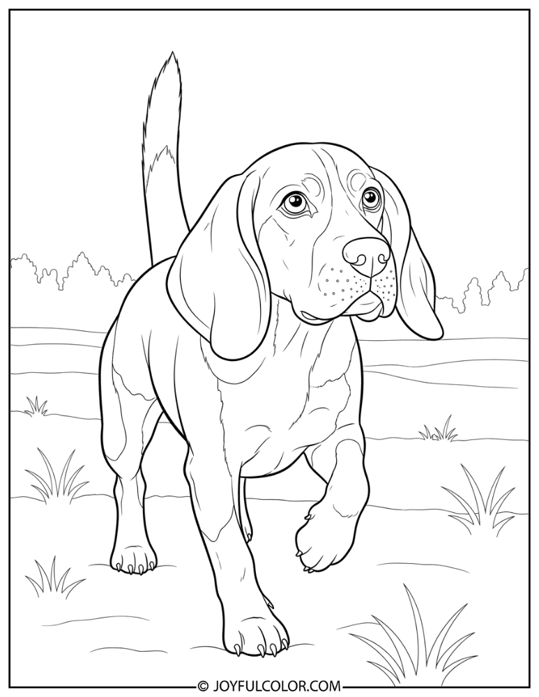 Hunting Beagle Realistic Coloring Page