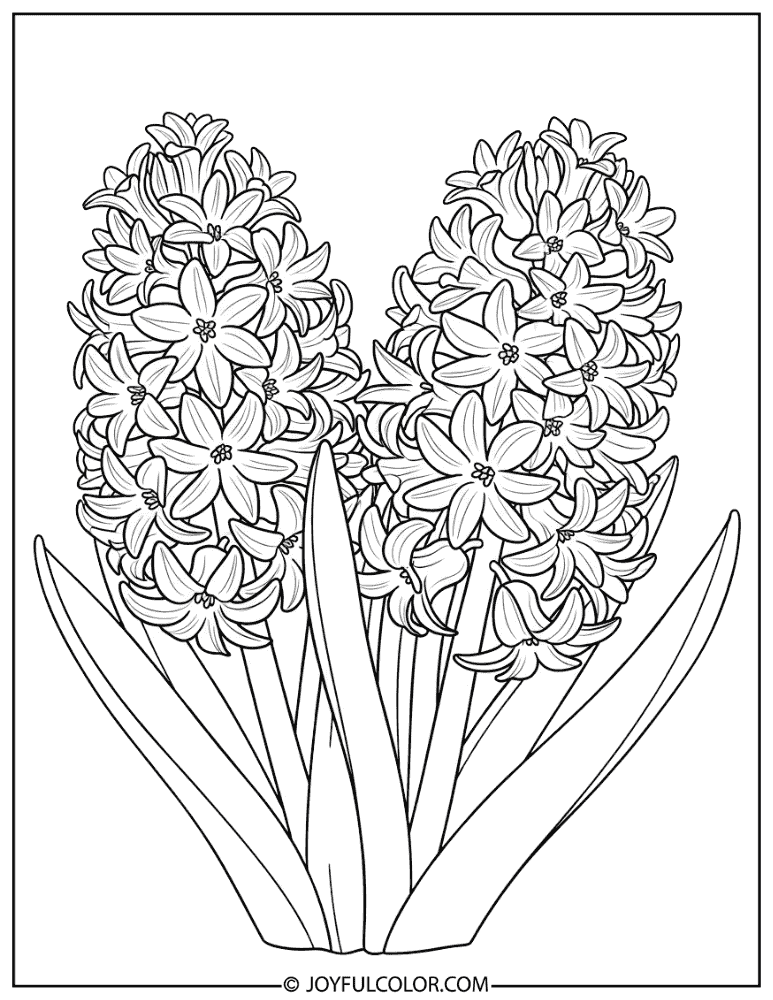 Hyacinth Garden Flower Coloring Page