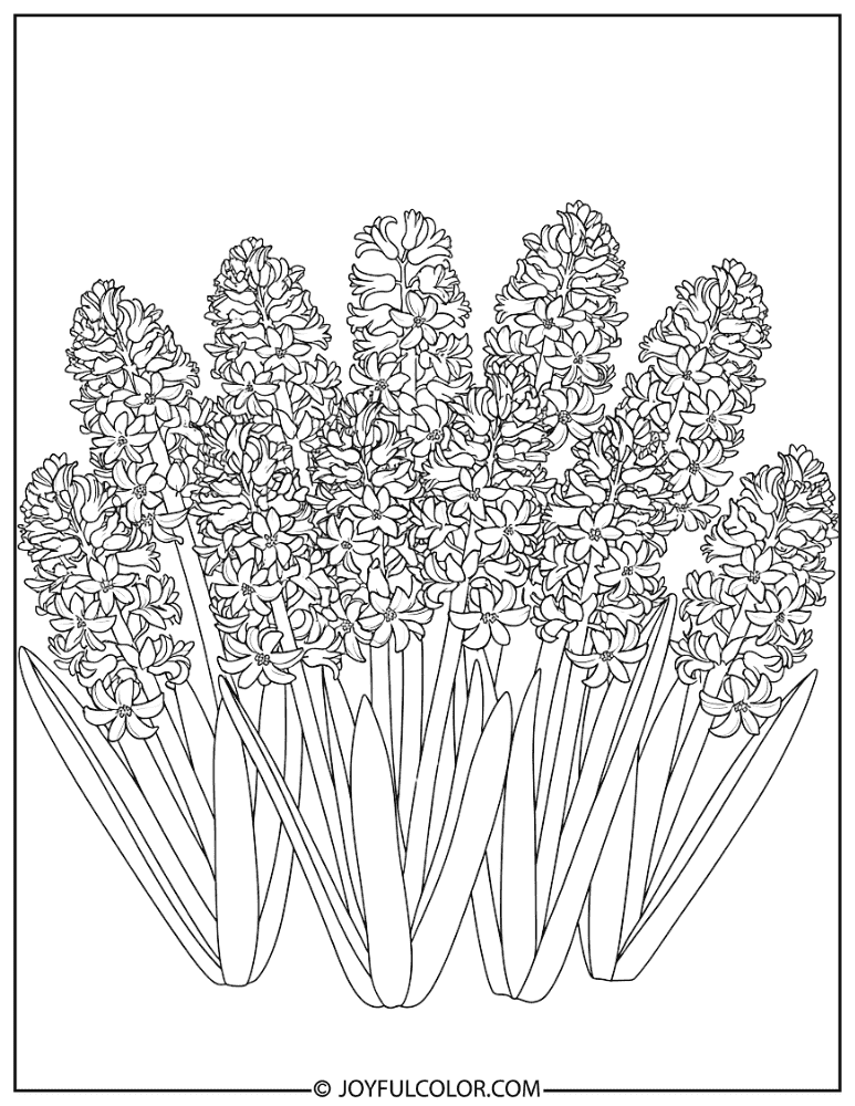 Hyacinth Spring Flower Coloring Page