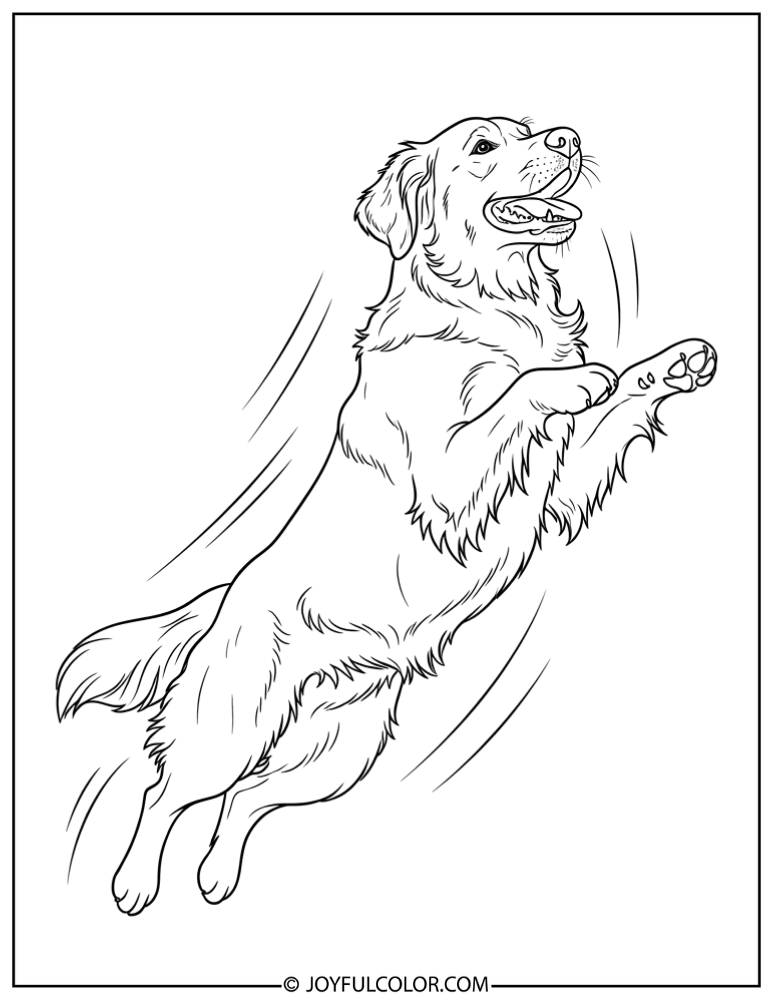 Jumping Retriever Coloring Page