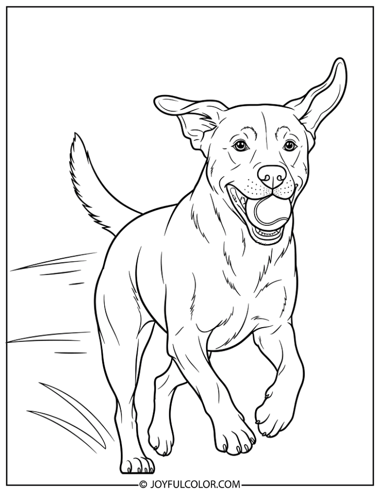 Lab Dog Fetching Ball Coloring Page