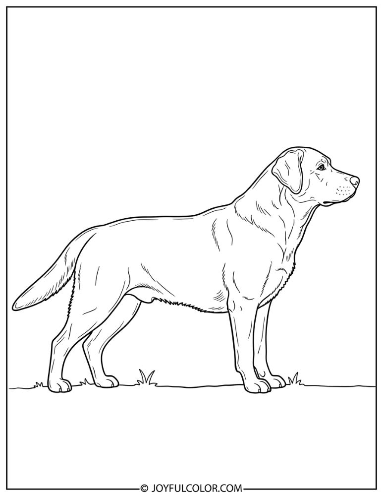 Lab Dog Side View Coloring Page