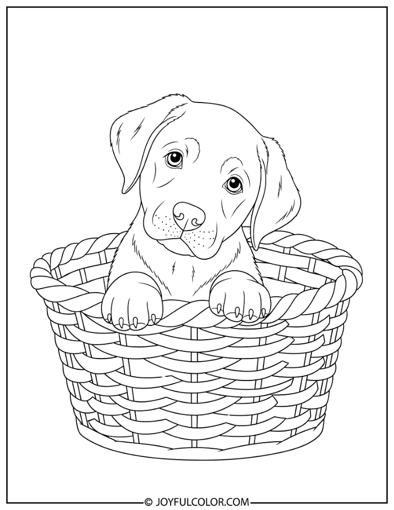 Lab Puppy in Basket Coloring Page