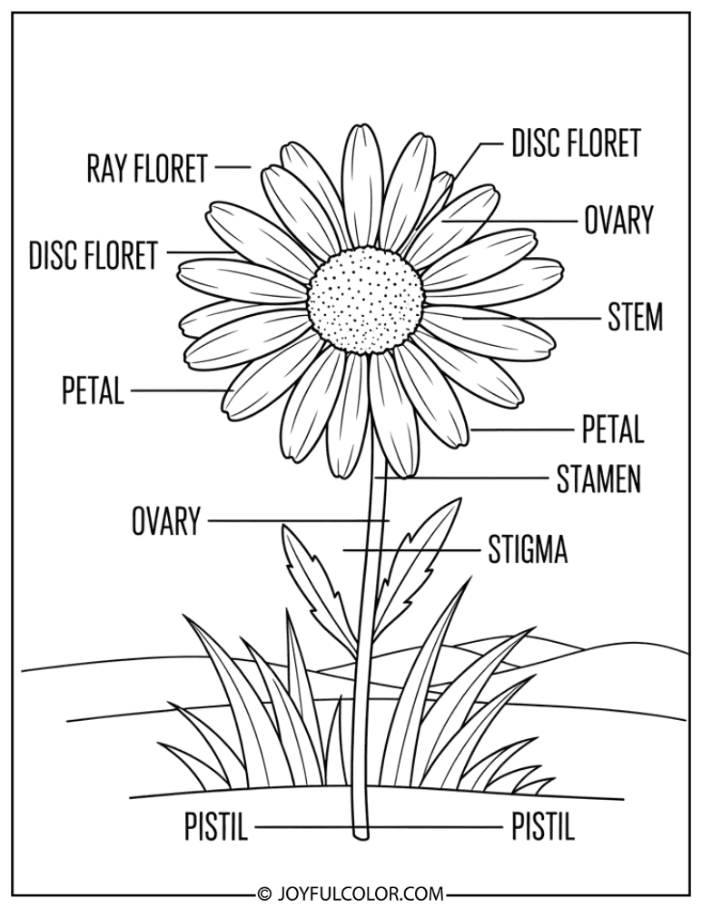 Labeled Daisy Anatomy Coloring Page