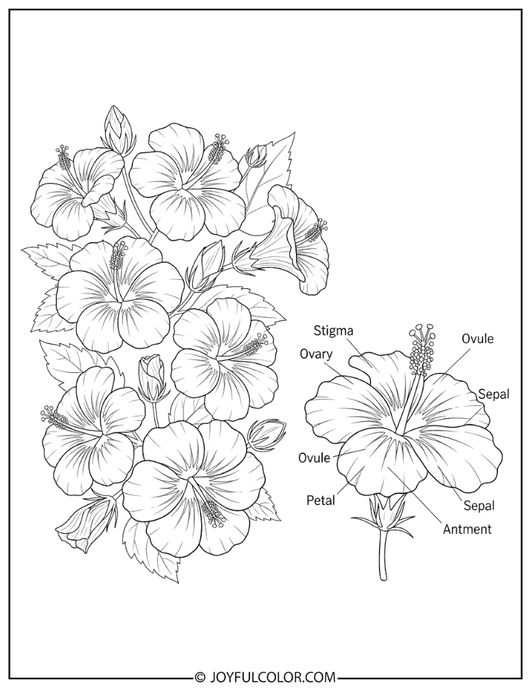 Labeled Hibiscus Anatomy Coloring Page